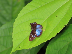 Pythonides jovianus crameri