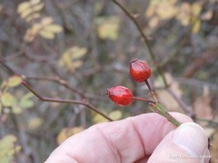 Rosa agrestis