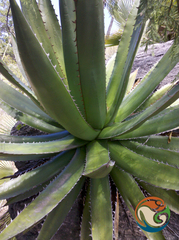 Agave angustiarum