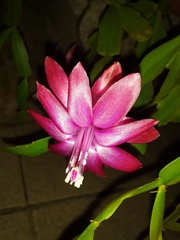 Schlumbergera buckleyi