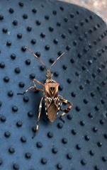 Leptoglossus occidentalis