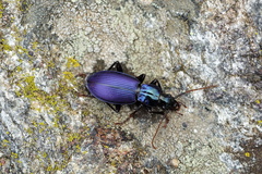 Laemostenus janthinus