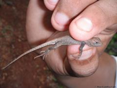 Sceloporus chrysostictus