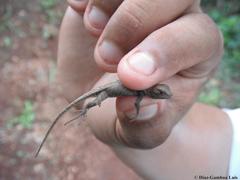 Sceloporus chrysostictus