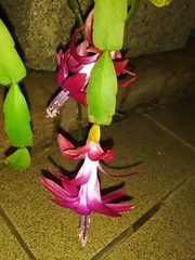 Schlumbergera buckleyi