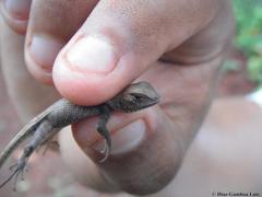 Sceloporus chrysostictus