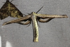 Meskea dyspteraria