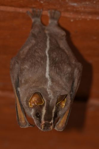 Platyrrhinus lineatus (E.Geoffroy, 1810)
