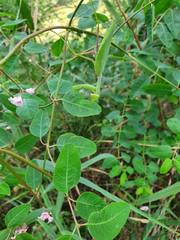 Apocynum venetum