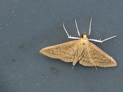 Framinghamia helvalis