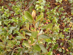 Miconia squamulosa