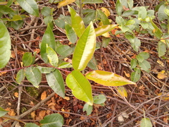 Prunus buxifolia