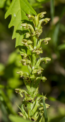 Platanthera flava herbiola