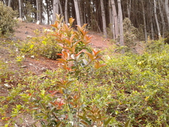 Prunus buxifolia
