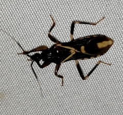 Rasahus sulcicollis