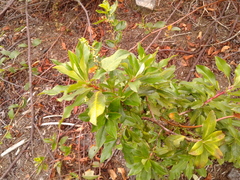 Escallonia discolor