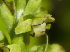Platanthera flava herbiola