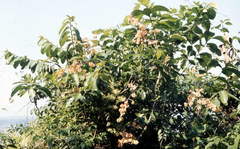 Combretaceae