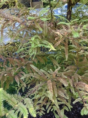 Taxodium distichum