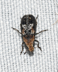 Euparius paganus