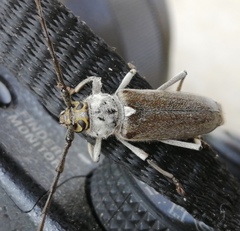 Gnaphalodes trachyderoides