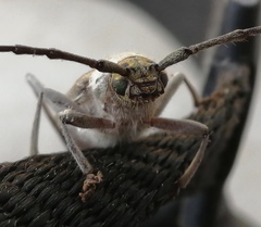 Gnaphalodes trachyderoides