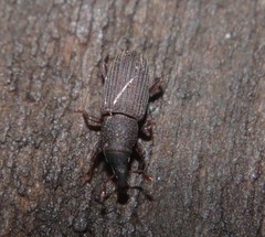 Dryophthorus americanus