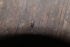 Dryophthorus americanus