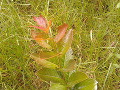 Xylosma spiculifera