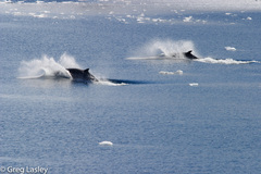 Balaenoptera bonaerensis