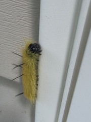 Acronicta americana