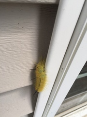 Acronicta americana