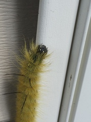 Acronicta americana