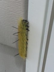 Acronicta americana