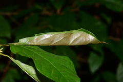 Actrix nyssaecolella