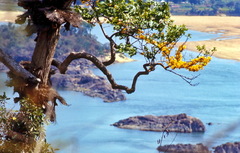 Pterocarpus erinaceus