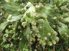 Opuntia monacantha