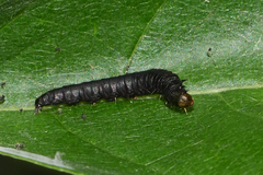 Actrix nyssaecolella