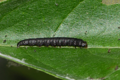 Actrix nyssaecolella