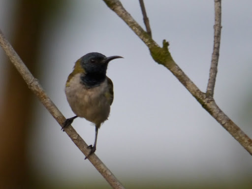 Reichenbach's Sunbird illustration