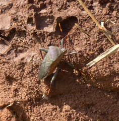 Anoplocnemis