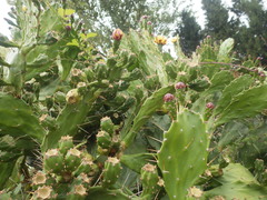 Opuntia monacantha