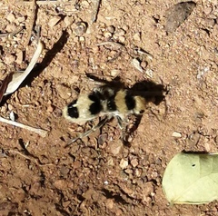 Dasymutilla pallene