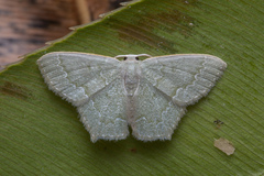 Maxates melancholica