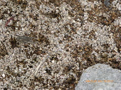 Anaxyrus californicus