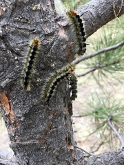 Lophocampa ingens