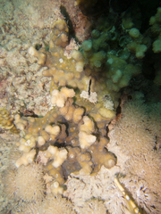 Echinopora fruticulosa