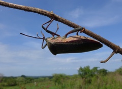 Anoplocnemis