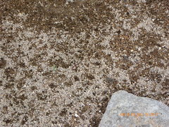 Anaxyrus californicus