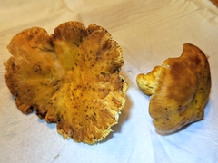 Russula ochroleucoides